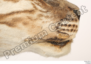 Asian golden cat Catopuma Temminckii mouth 0001.jpg